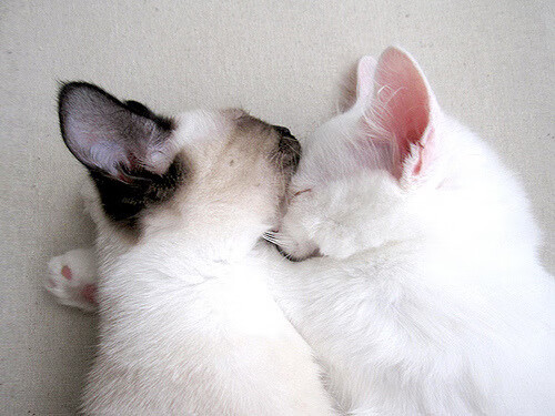 im体育官方平台-青少年“未来之星”特别训练营在哈尔滨开启，培养具备国际水平的选手