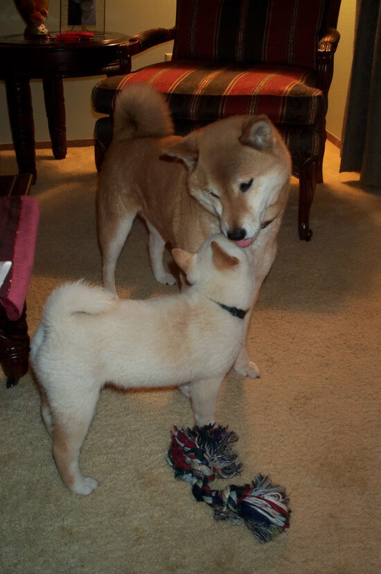 IM Sports-LCK联盟推动电竞运动员社会保障体系建设，职业电竞运动员年薪多少