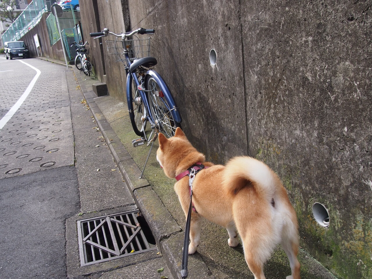 IM体育中国区官网-世界柔道大奖赛中国女将斩获金牌，世界柔道锦标赛冠军