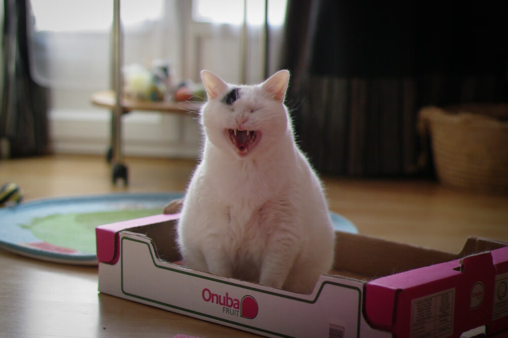 亚特兰大是否该在欧战投入更多资源，亚特兰大宣布