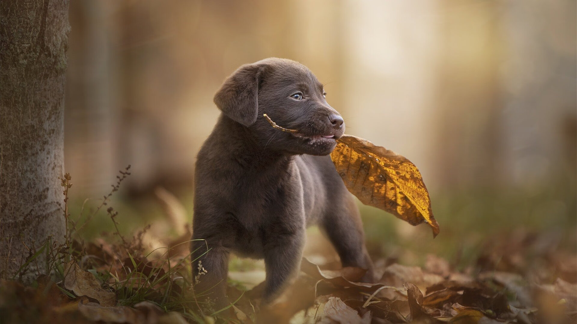 im电竞官网登录-冠军赛彰显豪华阵容，对决实力悬殊谁将笑傲江湖，笑傲江湖各季冠军