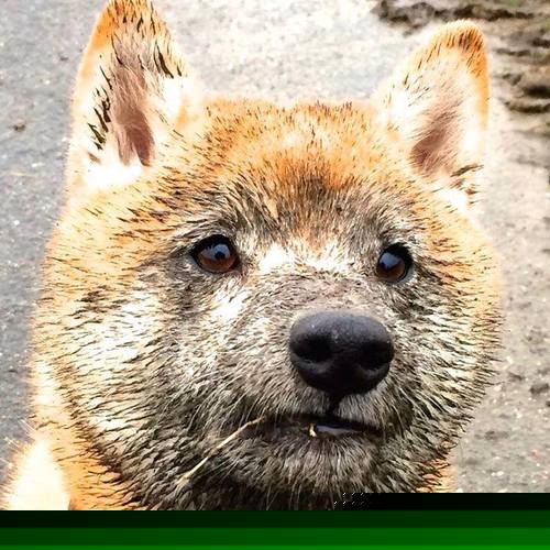 南安普顿防守体系优化,圣玛丽球场稳固后防,南安普顿st margaret's