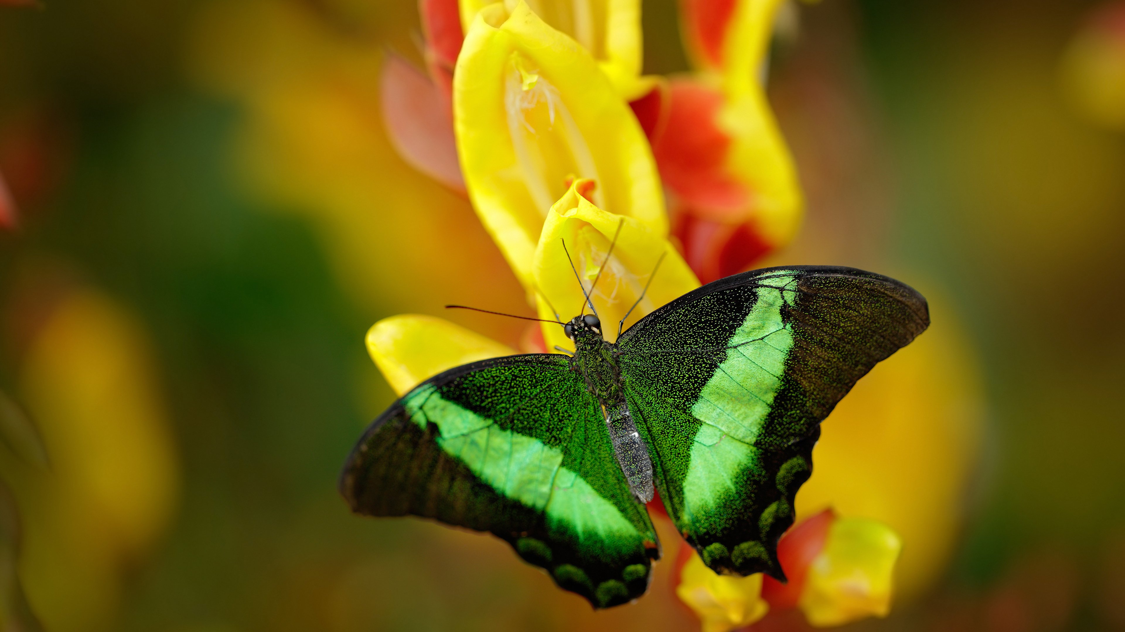 摩洛哥队在巴黎奥运会上展现出高水平的战术执行力，摩洛哥参加东京奥运会了吗