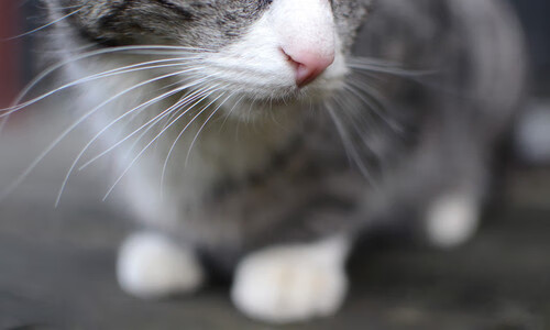 摩洛哥队在巴黎奥运会男足比赛中以0-1输给西班牙,摩洛哥足球纯粹