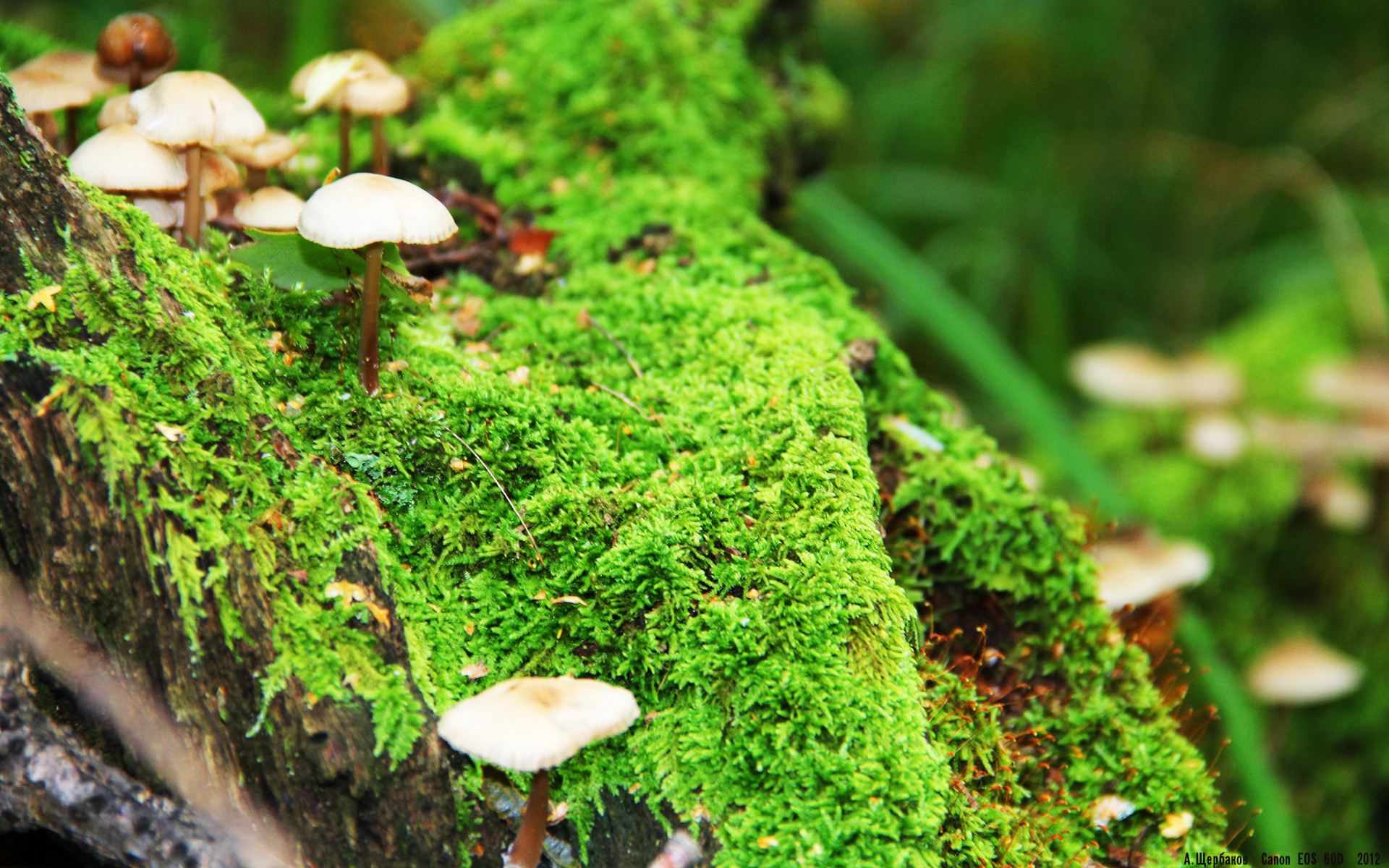 im电竞官网登录-最新篮球赛制全球统一标准，篮球赛制表