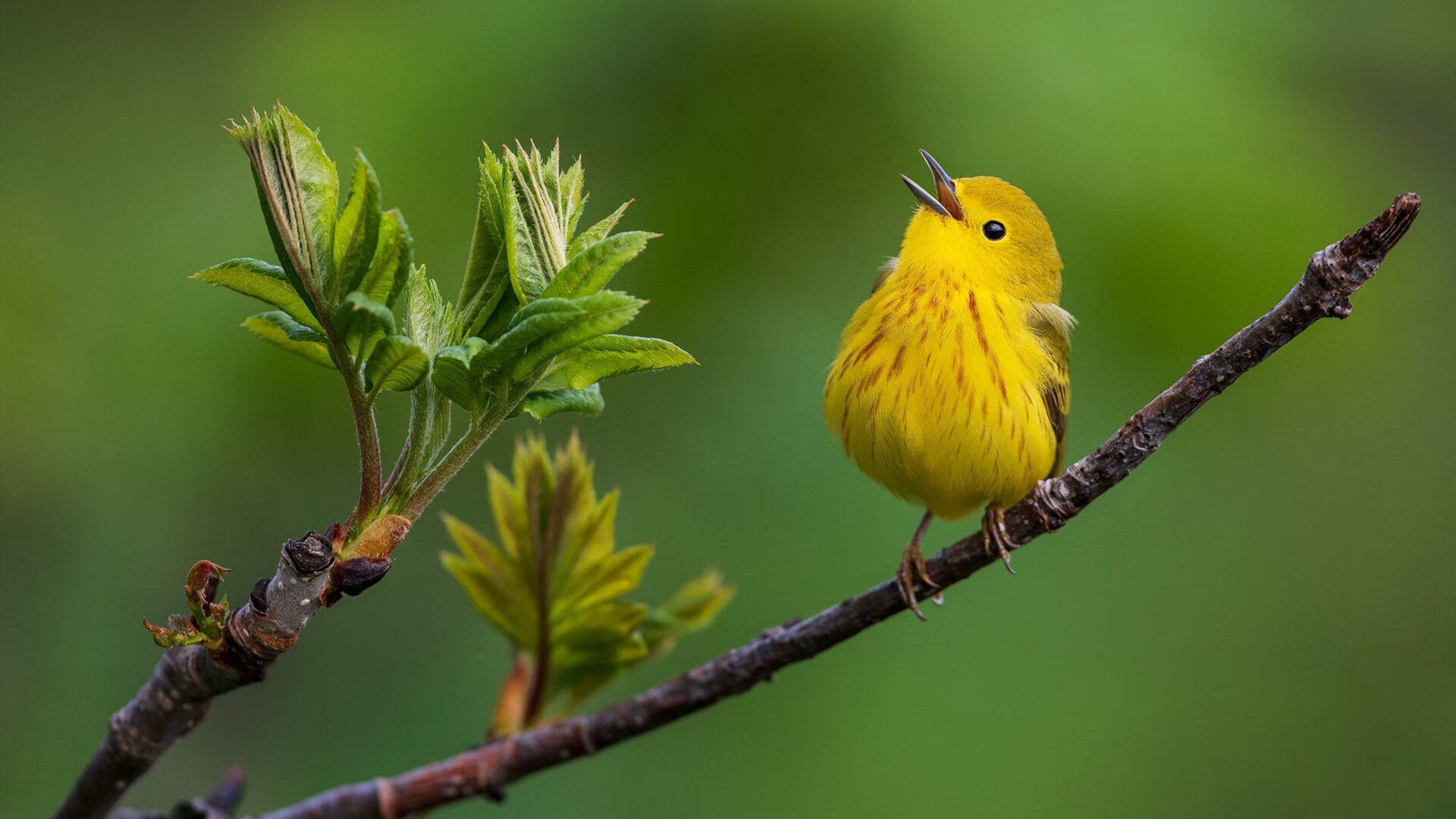 本菲卡冲击联赛冠军，本菲卡比赛直播