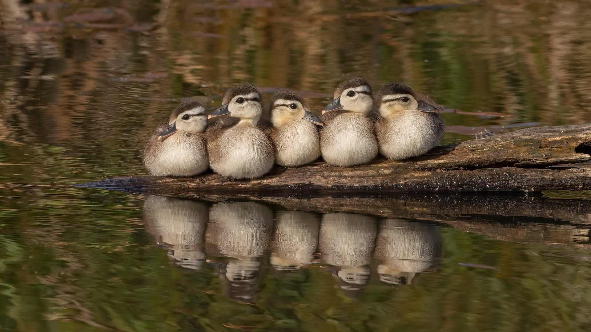 阿森西奥加盟阿森纳,阿森西奥集锦