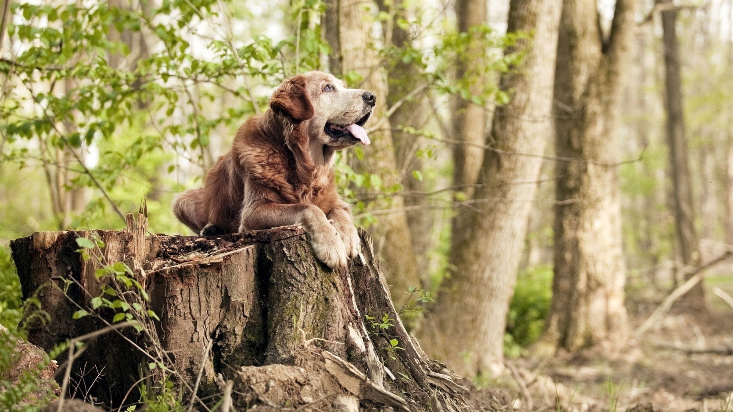世界杯影响：五大联赛的变化与机遇，世界杯的参赛队伍