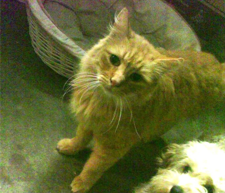 新加坡队赛制解析:如何通过战术配合取得最佳成绩,新加坡杯