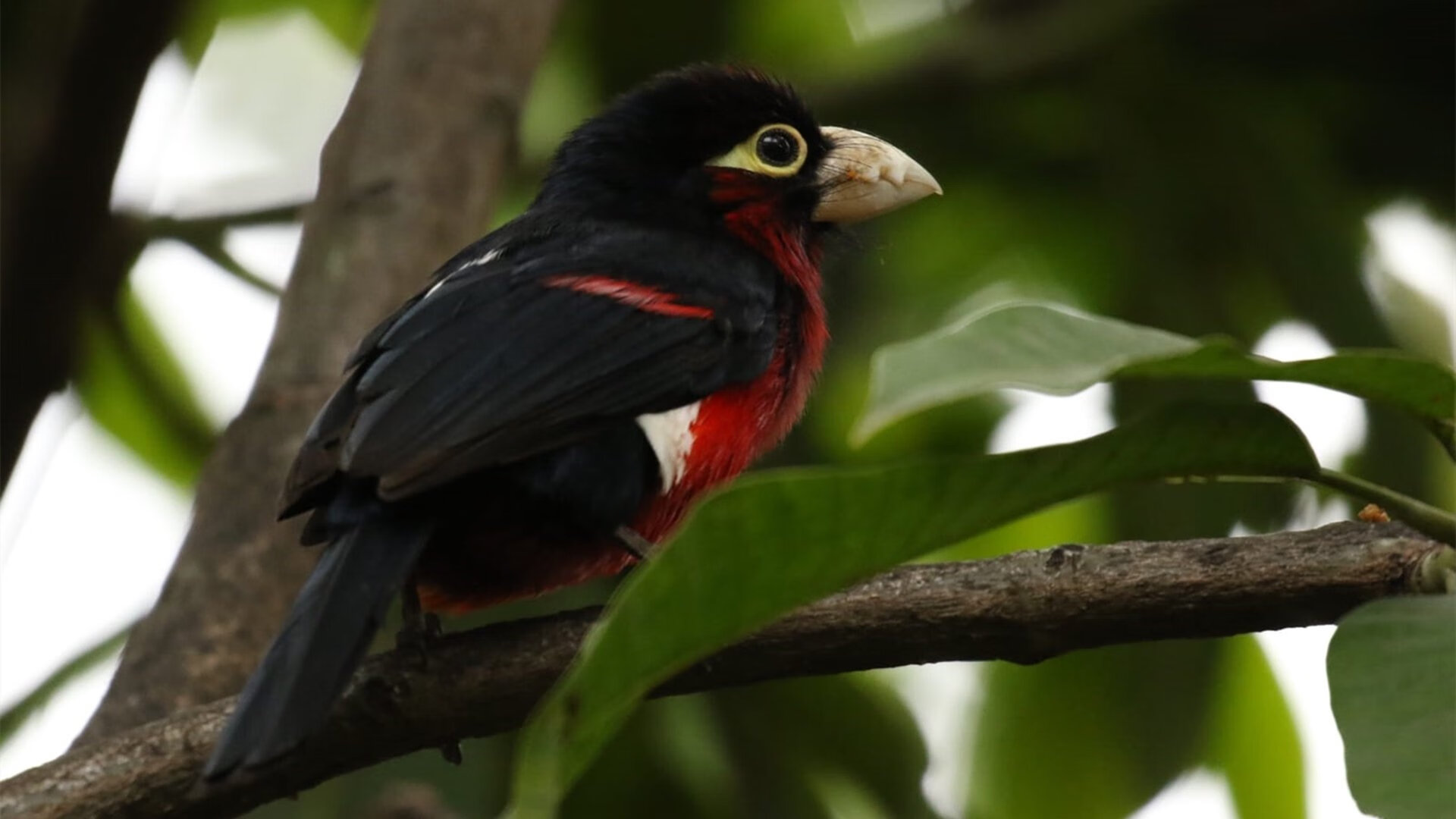 im电竞官网-杨瀚森场上阅读能力提升把握传球时机，杨翰简历