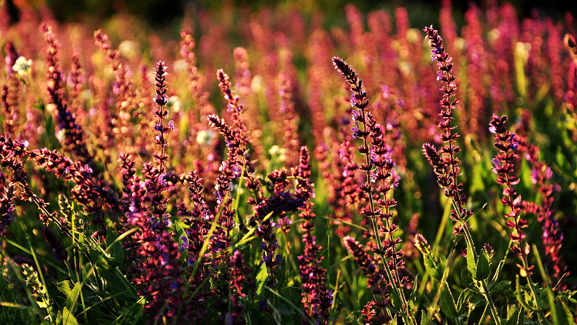 职业联赛资金运作缺乏透明度,职业联赛资金运作缺乏透明度的原因