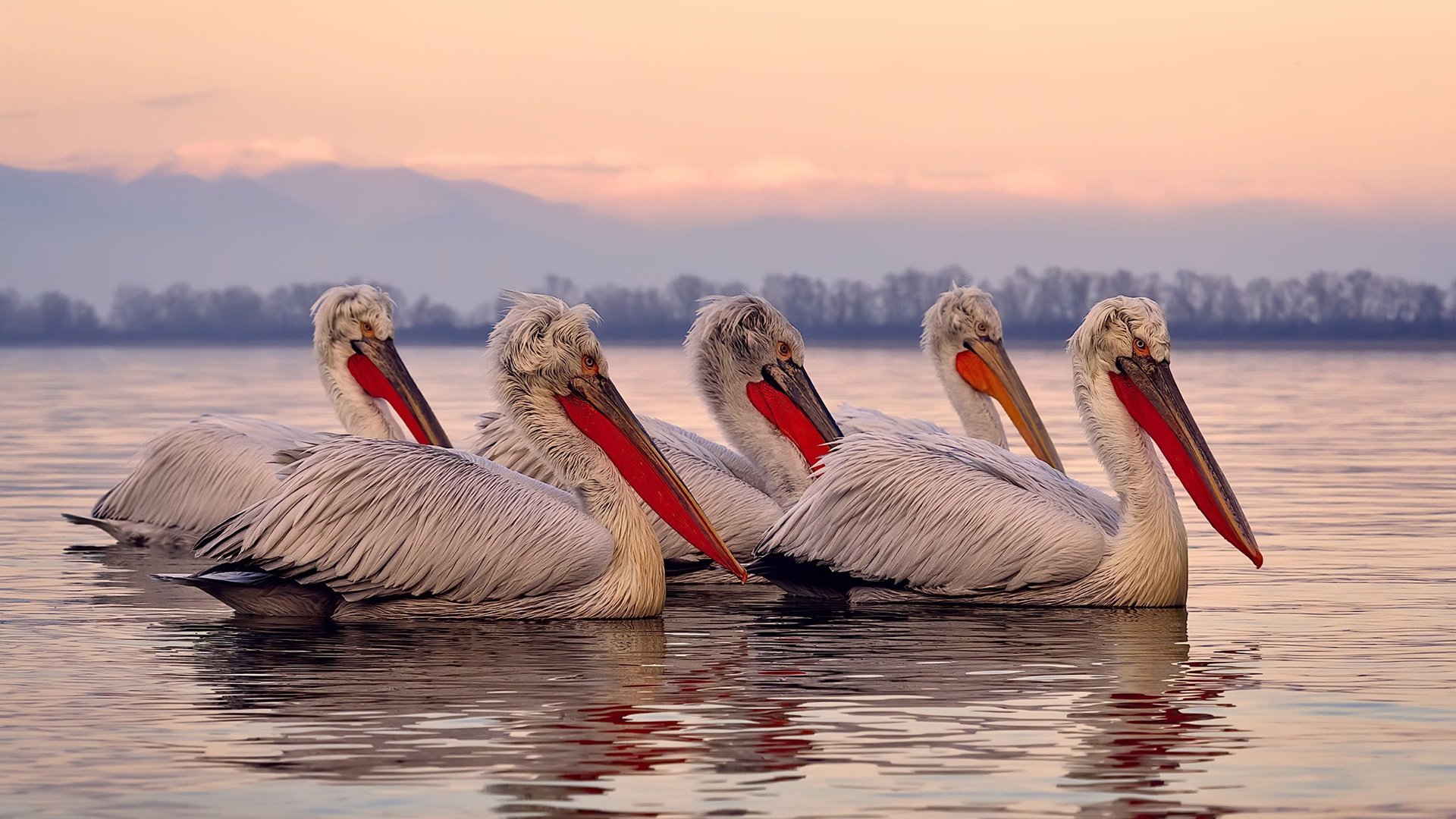 IM Sports-“马科斯·莫奇的全场调度与精准封堵，带领美洲狮队保持强大竞争力”