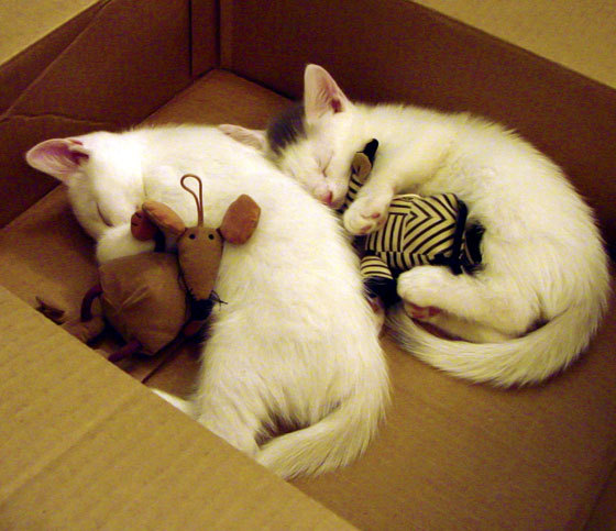 im体育电脑版-巴西队在南美预赛中保持领先，晋级几乎无忧