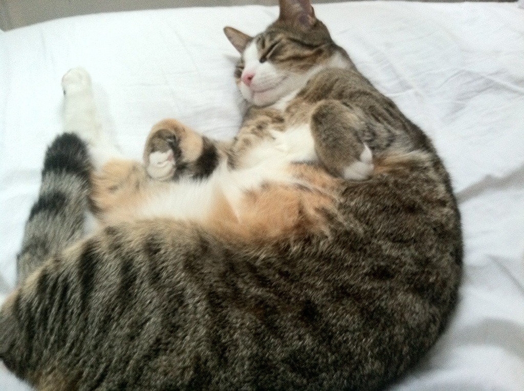 IM体育官方网站-意大利女队未来潜力巨大，意大利女球迷热烈庆祝夺冠