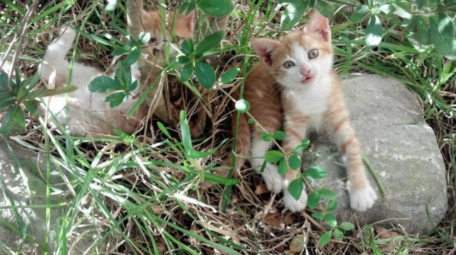 篮网训练营新增对抗模拟器增强防守感知能力，篮网 训练